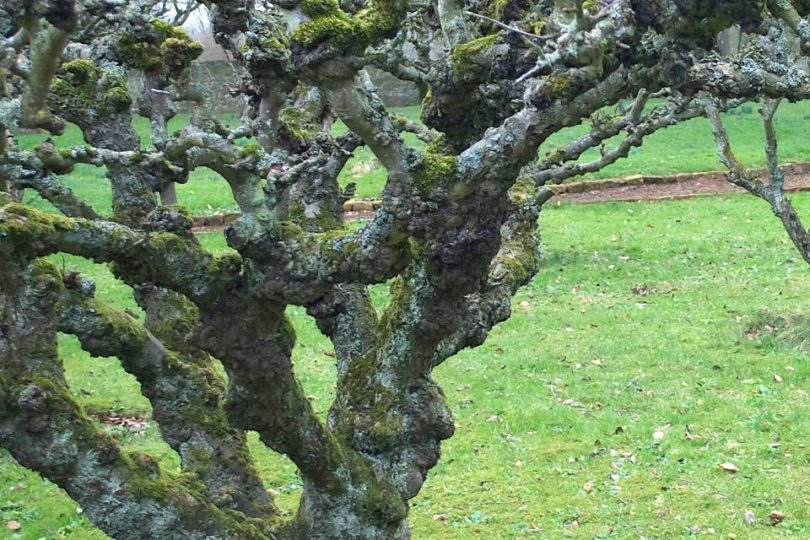 apple trees in winter