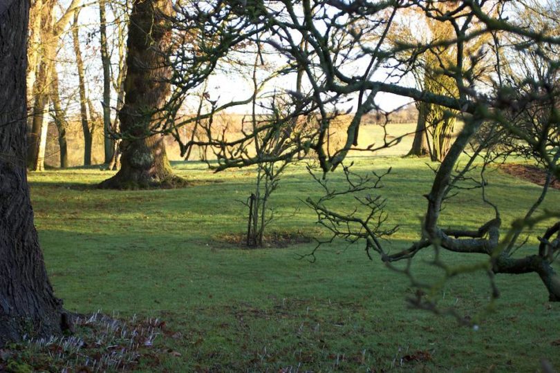 garden in winter