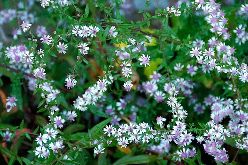 Aster lady in black