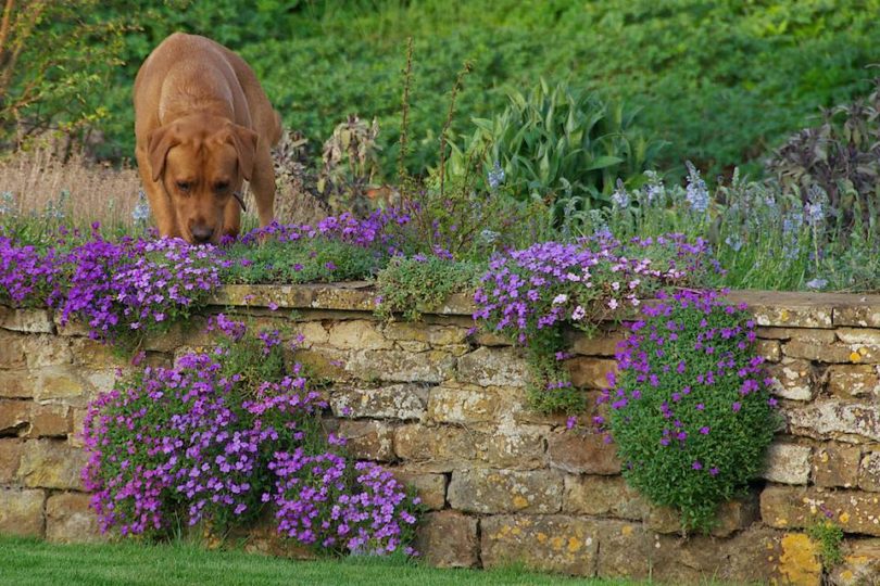 Dudley sniffing aubretia