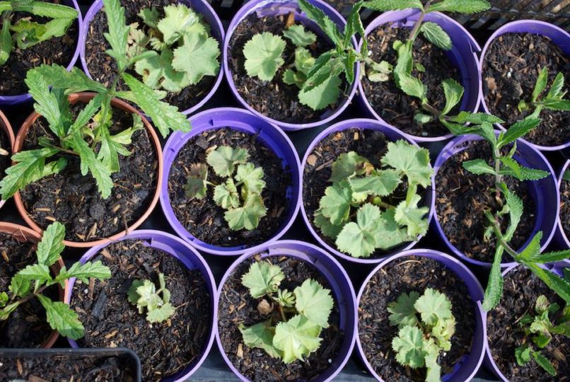 Young Verbena Bonariensis & Alchemilla Mollis