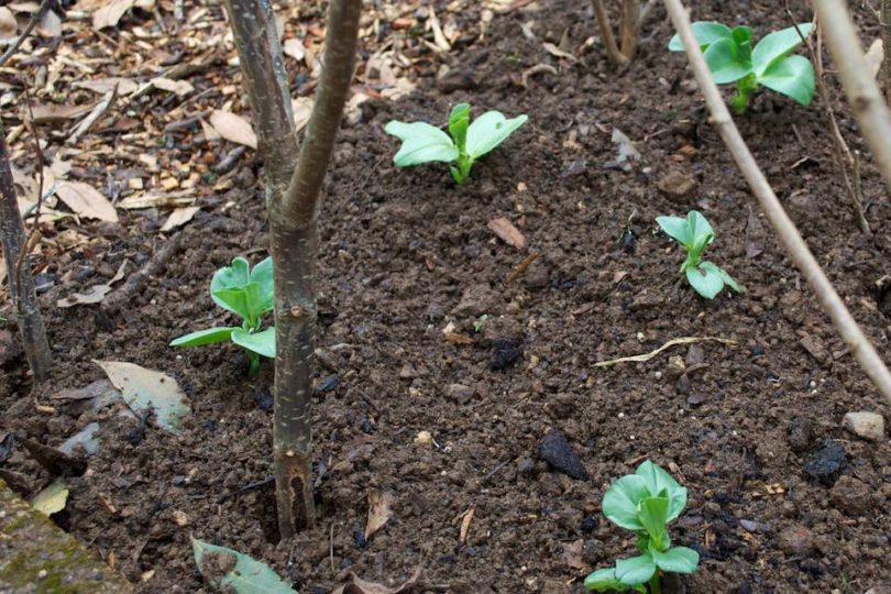 Rescued Broad Bean Seedlings