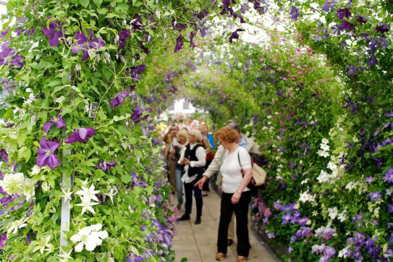 Raymond Evison Clematis display in Great Pavilion