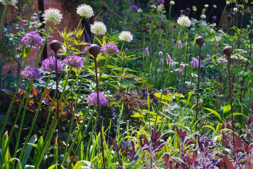 Herbaceous borders in May