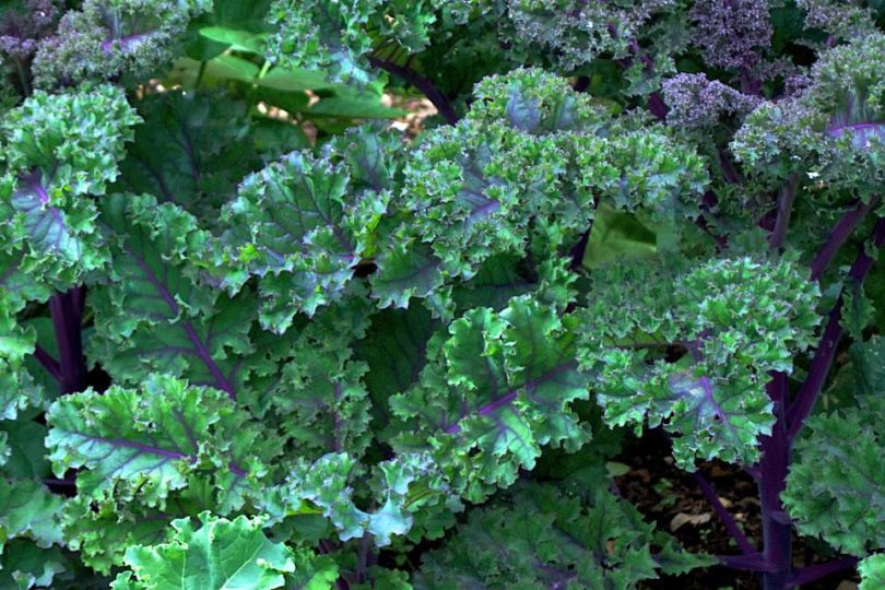 Red Bor & Scarlet Kale