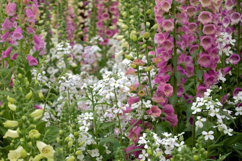 Foxgloves on Botanic Nursery & Gardens display