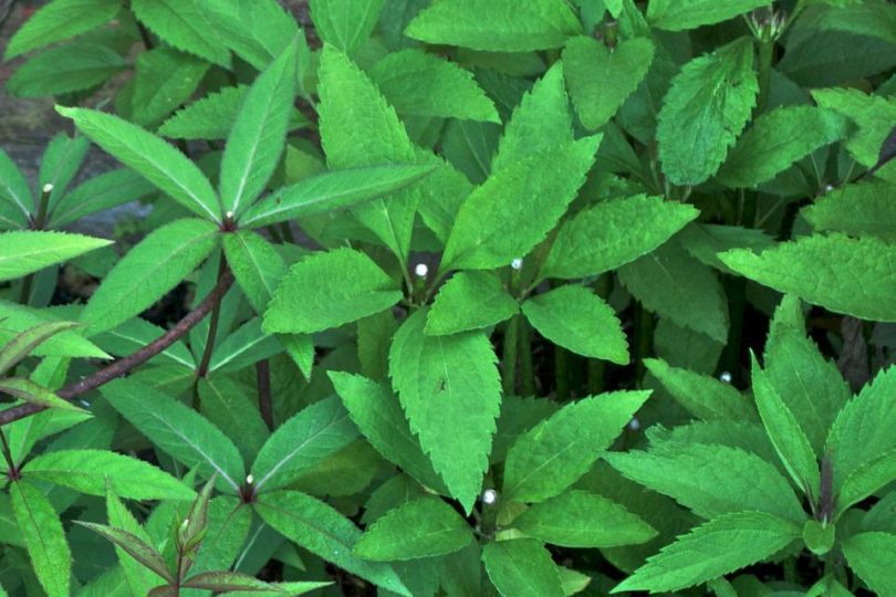 Eupatorium Maculatum Chelsea Chopped