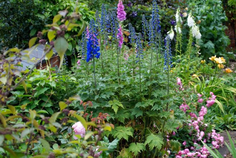 Charming plant combinations at Placketts' garden