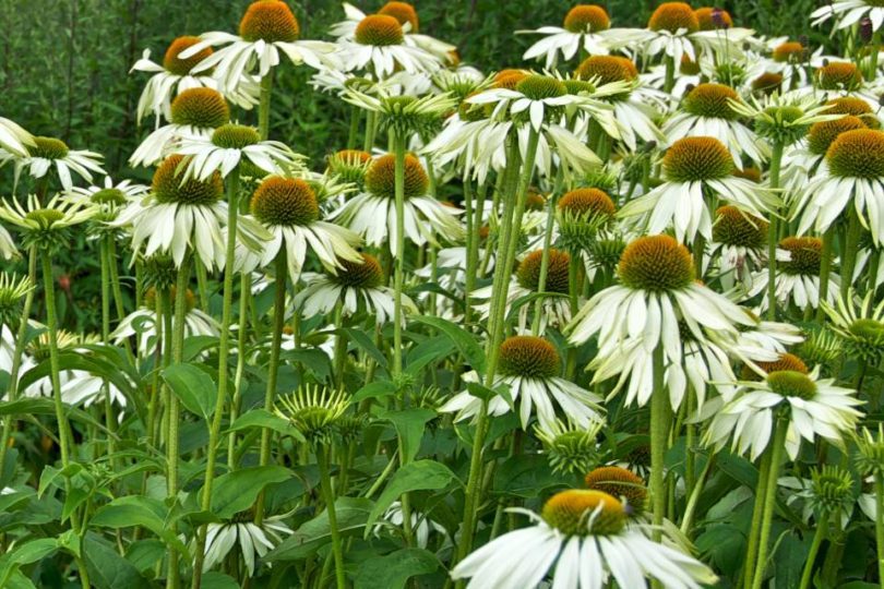 Echinacea purpurea