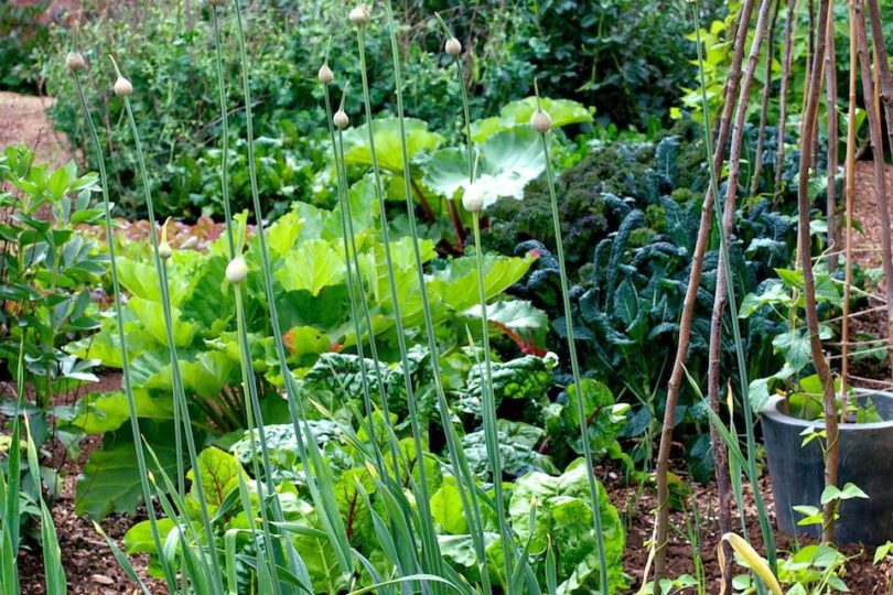 June Kitchen Garden