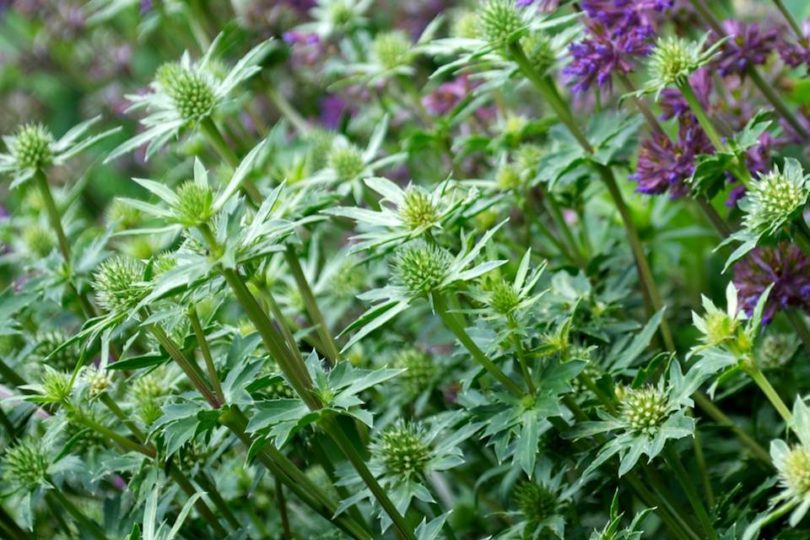 eryngium x tripartitum