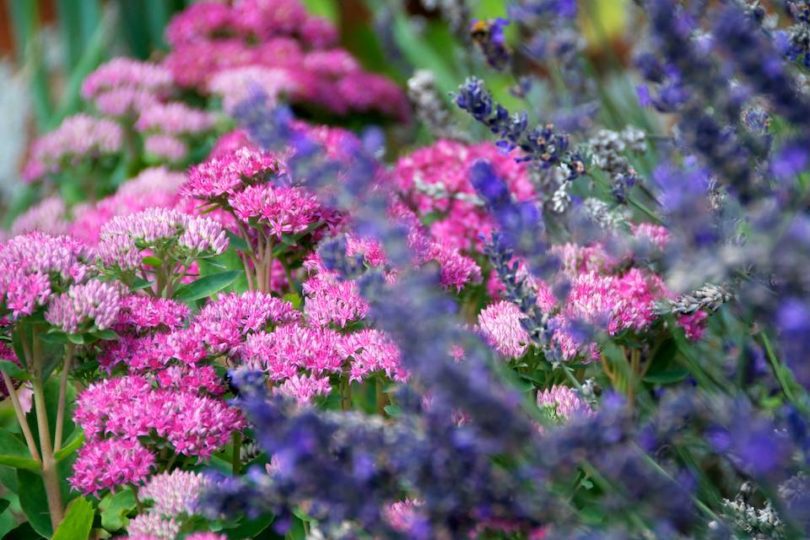 Sedum Spectabile Brilliant & Lavandula angustifolia 'Elizabeth'