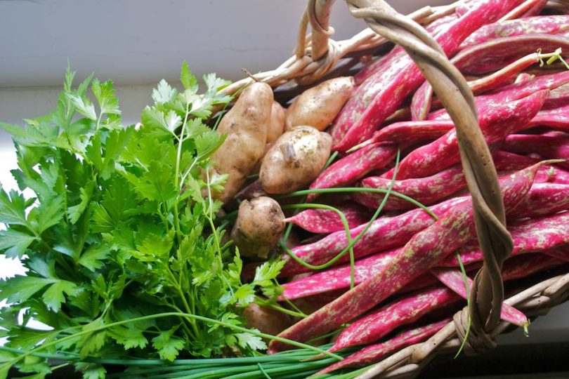 Borlotti Bean harvest, Pink Fur Potatoes, Parsley and Chives