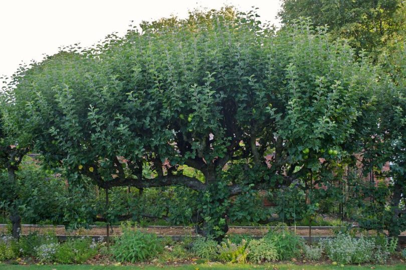 Espalier apple tree - the before shot