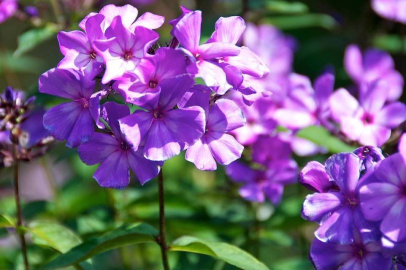 Phlox Paniculata Blue Paradise