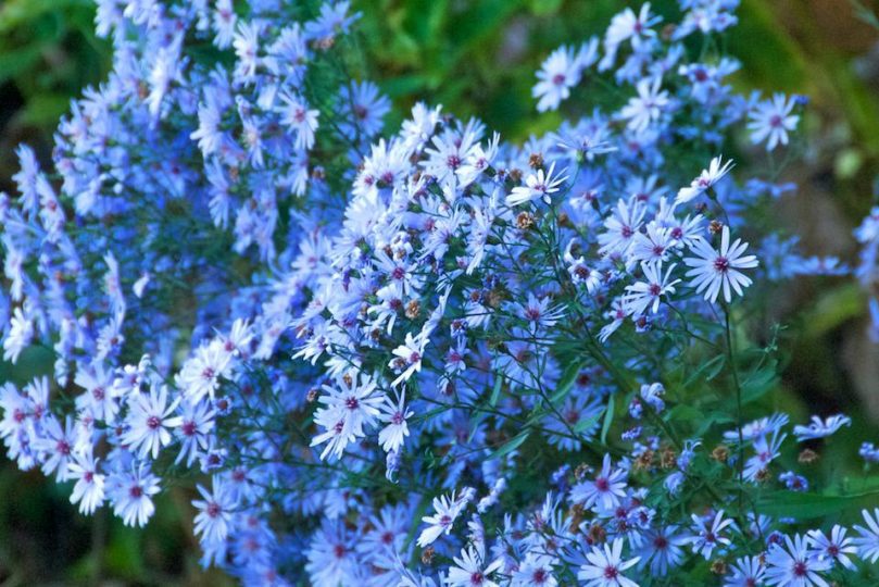 Aster Little Carlow (cordifolius hybrid)