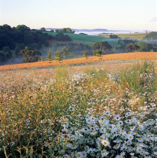 Peter Clay's stunning wild flower meadow (Photograph copyright Sabina Rüber)
