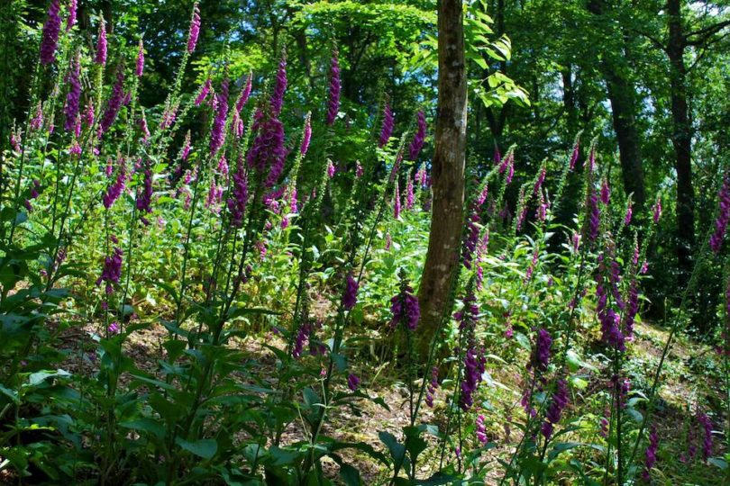 Foxgloves in the Glendurgan Garden in Cornwall