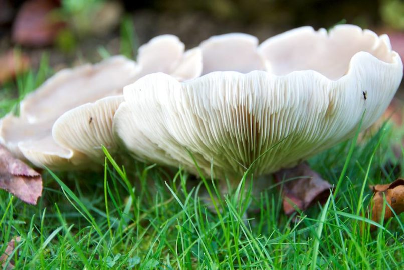 (Suspected) Giant Funnel Fungi