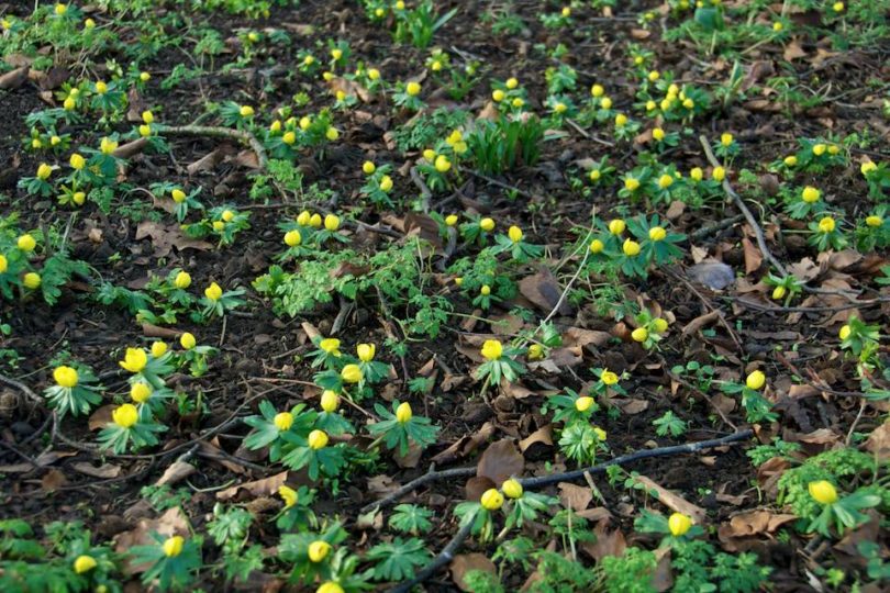 Eranthis - Winter aconite