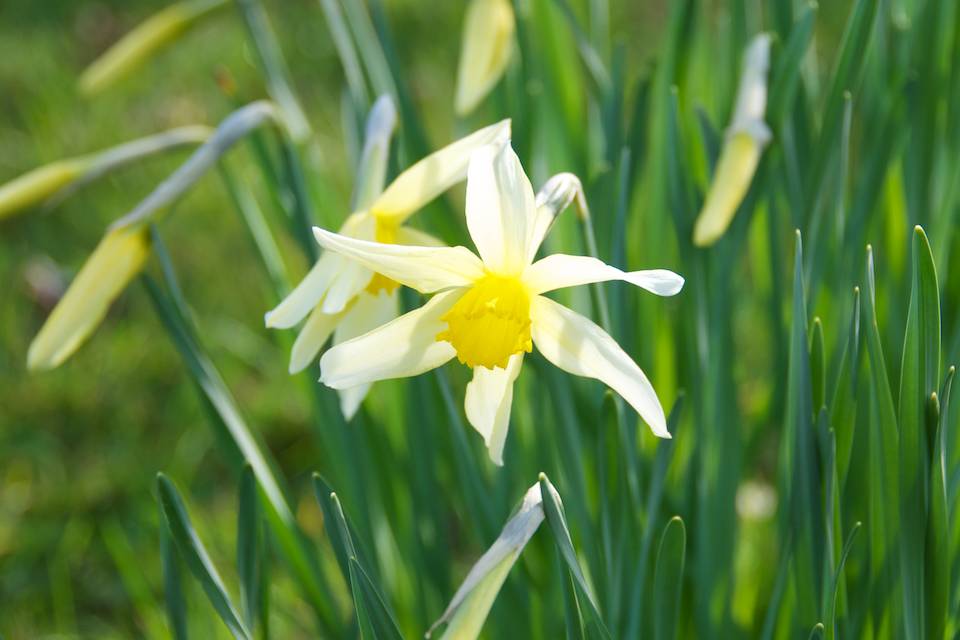 Daffodil Detection: Identification Narcissus Cultivars | Oxonian Gardener