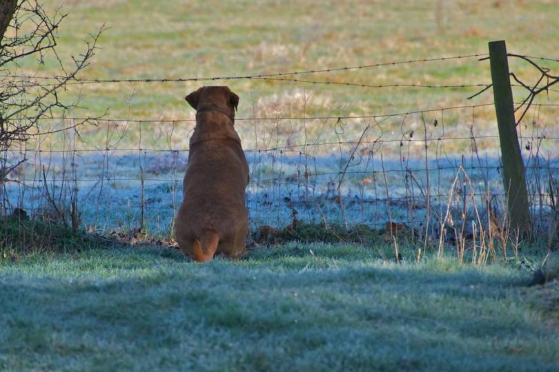 Dudley fox red labrador looking for greener pasturers