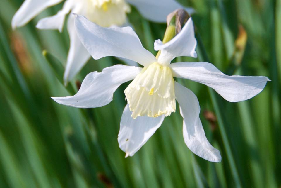 Daffodil Detection: Identification Narcissus Cultivars | Oxonian Gardener