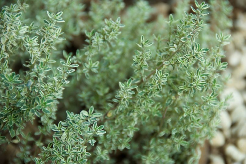 Thymus x citriodorus 'Silver Queen'