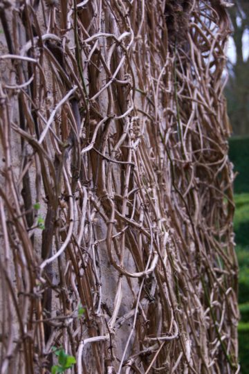Wisteria, pruned at Asthall Manor in Oxfordshire