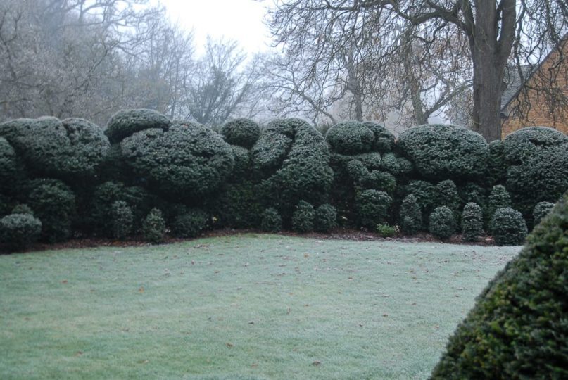Cloud pruned yew hedge