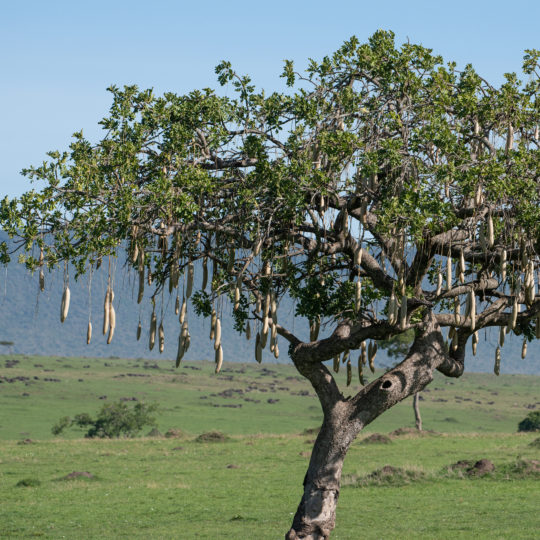 Kigelia africana tree