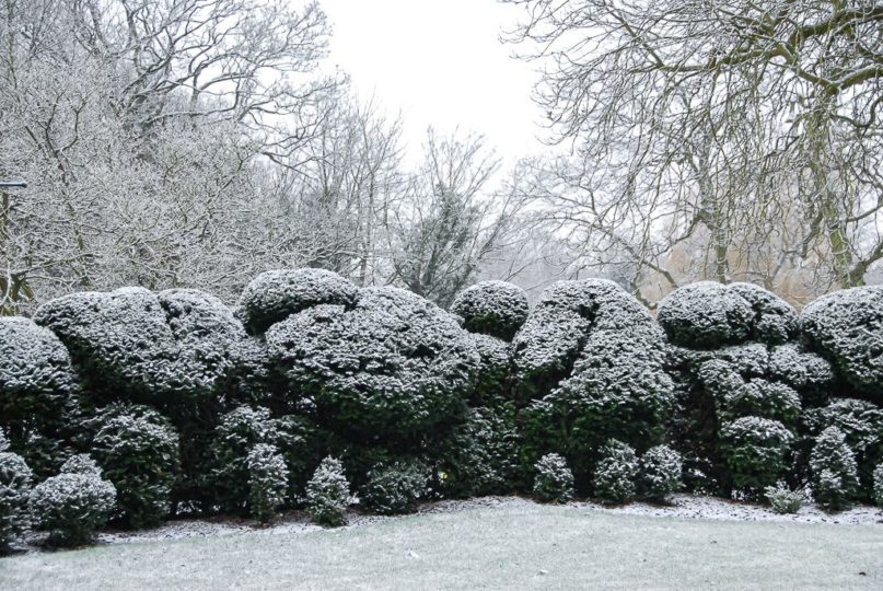 Cloud pruned hedge covered in snow